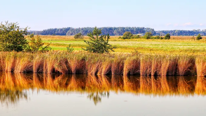 Schilfrohr-Bestand am Wasser
